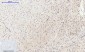 GSK3β Polyclonal Antibody